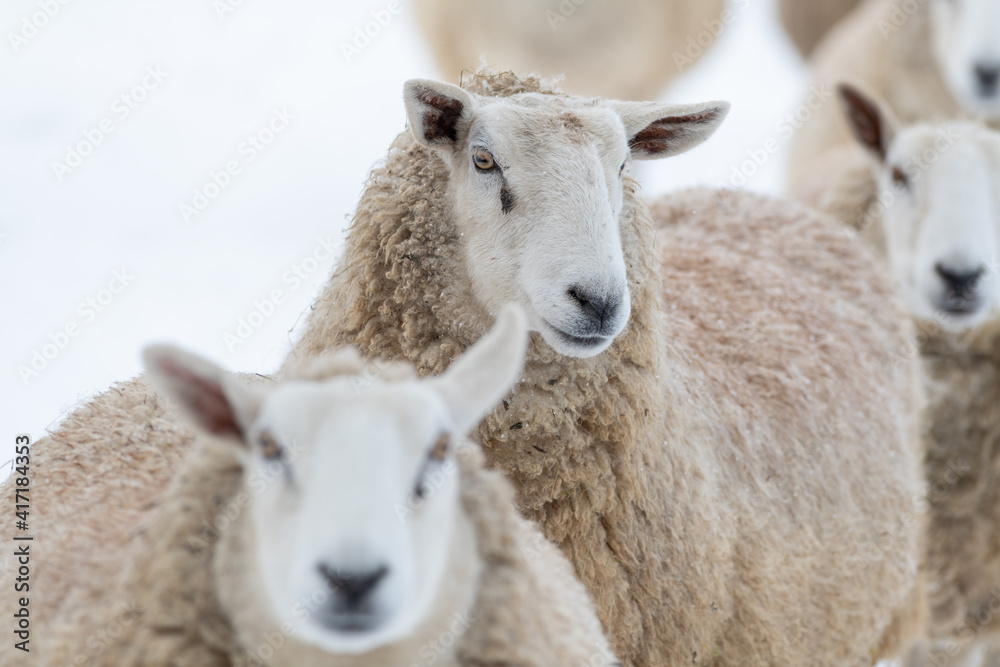 A closeup of a large domestic woolly sheep that is staring with its eyes open wide and its ears sticking upwards against a snowy background. The ewe has a large thick coat of wool with bits of dirt. A closeup of a large domestic woolly sheep that is staring with its eyes open wide and its ears sticking upwards against a snowy background. The ewe has a large thick coat of wool with bits of dirt.