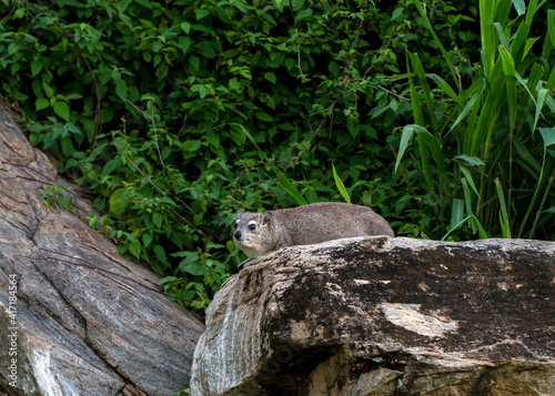 Bush Hyrax, Heterohyrax brucei, in Tarangire National Park, Tanzania photo