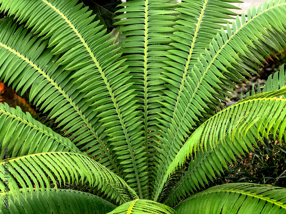Variety of green ferns from top view Variety of green ferns from top view