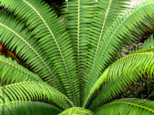 Variety of green ferns from top view