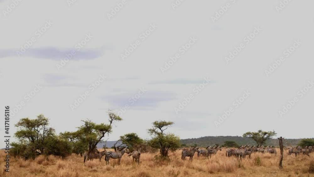 Herd of Grant's Zebra in the plains of the Serengeti, Tanzania, wide shot Herd of Grant's Zebra in the plains of the Serengeti, Tanzania, wide shot