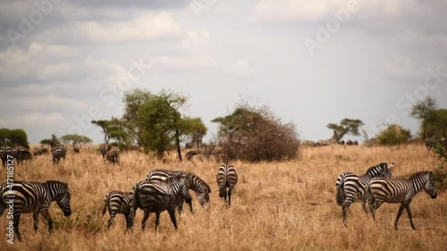 Herd of Grant's Zebra and wildebeest, Serengeti, Tanzania, wide shot pan right photo