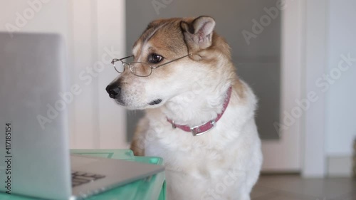 Charming brown and white dog with eyeglasses working on a laptop