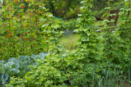 Kidney beans seedbed growing on farm. Patch of green plants of kidney bean (Phaseolus vulgaris) in homemade garden. Organic farming, healthy food, BIO viands, back to nature concept.