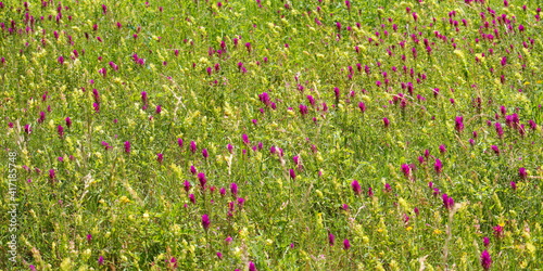 Wildflower meadow with pink field cow-wheat (Melampyrum arvense) and yellow rattle (Rhinanthus), Kaiserstuhl Hills, Germany photo