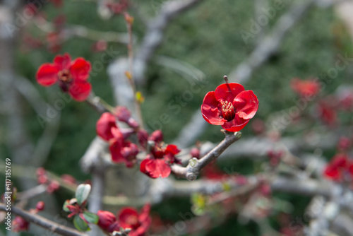 Red flowers blooming during spring-time in Japan with more twigs and flowers in the background