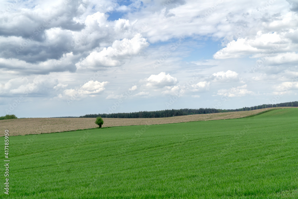 Green farmland In spring with blue sky and white clouds. Hilly terrain. Agricultural background. Green farmland In spring with blue sky and white clouds. Hilly terrain. Agricultural background.