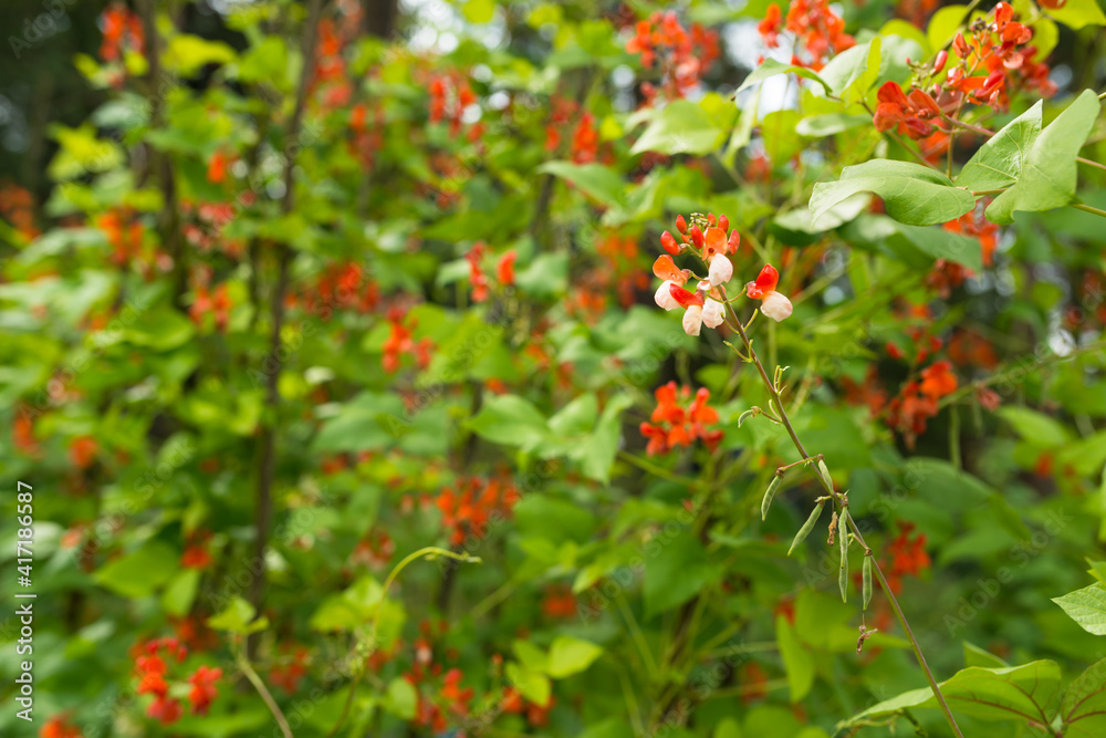 Detail of red and white flowers of kidney bean (Phaseolus coccineus) blooming on green plants in homemade garden. Macro close-up. Organic farming, healthy food, BIO viands, back to nature concept. Detail of red and white flowers of kidney bean (Phaseolus coccineus) blooming on green plants in homemade garden. Macro close-up. Organic farming, healthy food, BIO viands, back to nature concept.