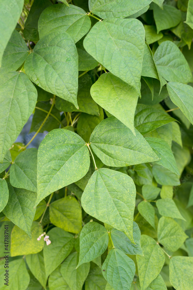 Leaves of kidney beans growing on farm. Green plant of kidney bean (Phaseolus vulgaris) in homemade garden. Organic farming, healthy food, BIO viands, back to nature concept. Leaves of kidney beans growing on farm. Green plant of kidney bean (Phaseolus vulgaris) in homemade garden. Organic farming, healthy food, BIO viands, back to nature concept.