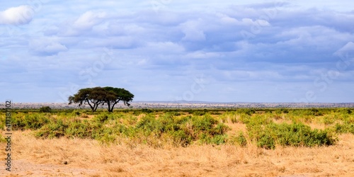 Fototapeta Naklejka Na Ścianę i Meble -  landscape of kenya, amboseli national park