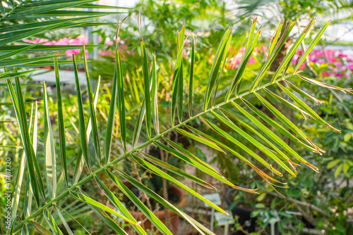 palm leaves in a greenhouse. Growing plants.