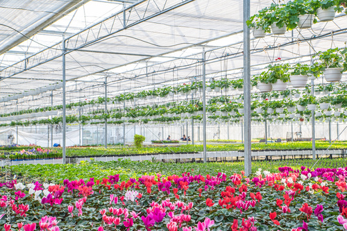large flower greenhouse with beautiful flowers and plants. Different types of flowers.