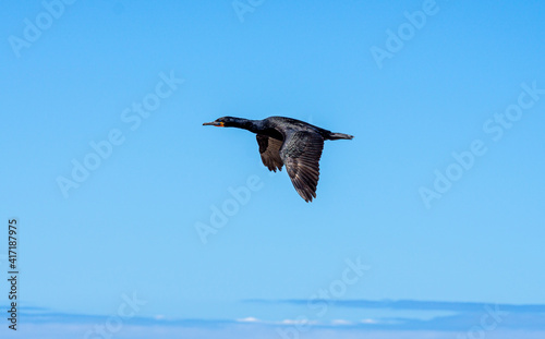 schwarzer Vogel im Flug bei blauem Himmel