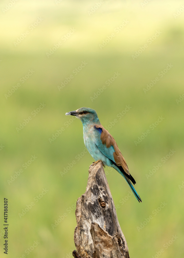 European roller (Coracias garrulus) in Tarangire National Park, Tanzania European roller (Coracias garrulus) in Tarangire National Park, Tanzania