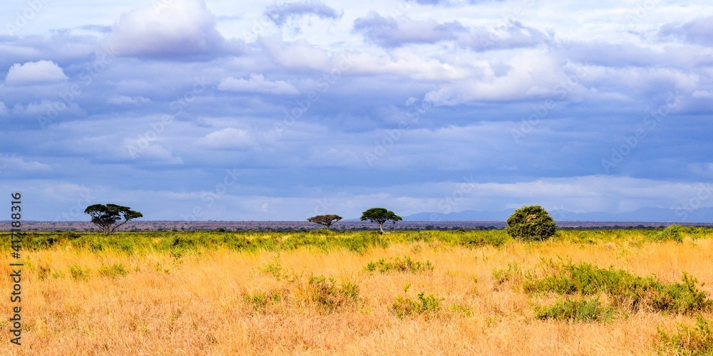 landscape of kenya, amboseli national park