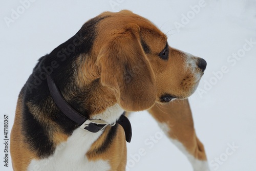 one brown dog beagle head in the street on a background of white snow