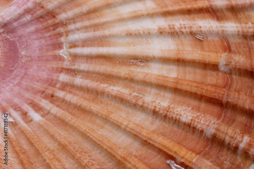 close up of a seashell background