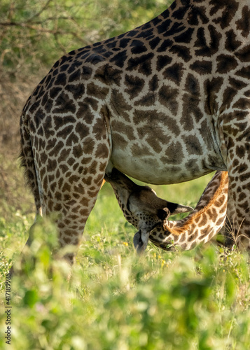 Giraffe  Giraffa  nursing in Tarangire National Park  Tanzania