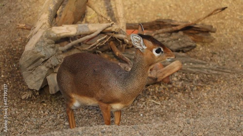 Close-up on small antelopes, Dik Dik. Madoqua. photo