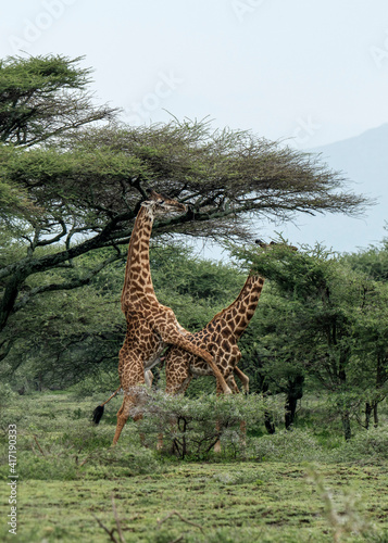 Giraffe (Giraffa) mating in Serengeti, Tanzania