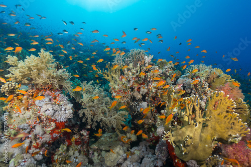 Colorful tropical coral reef