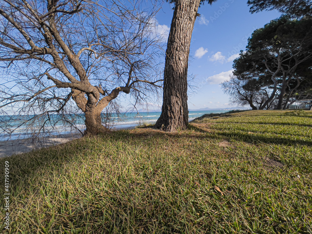 Fototapeta premium Pine trees by the sea in Playa de Muro Beach in Mallorca, Balearic Islands