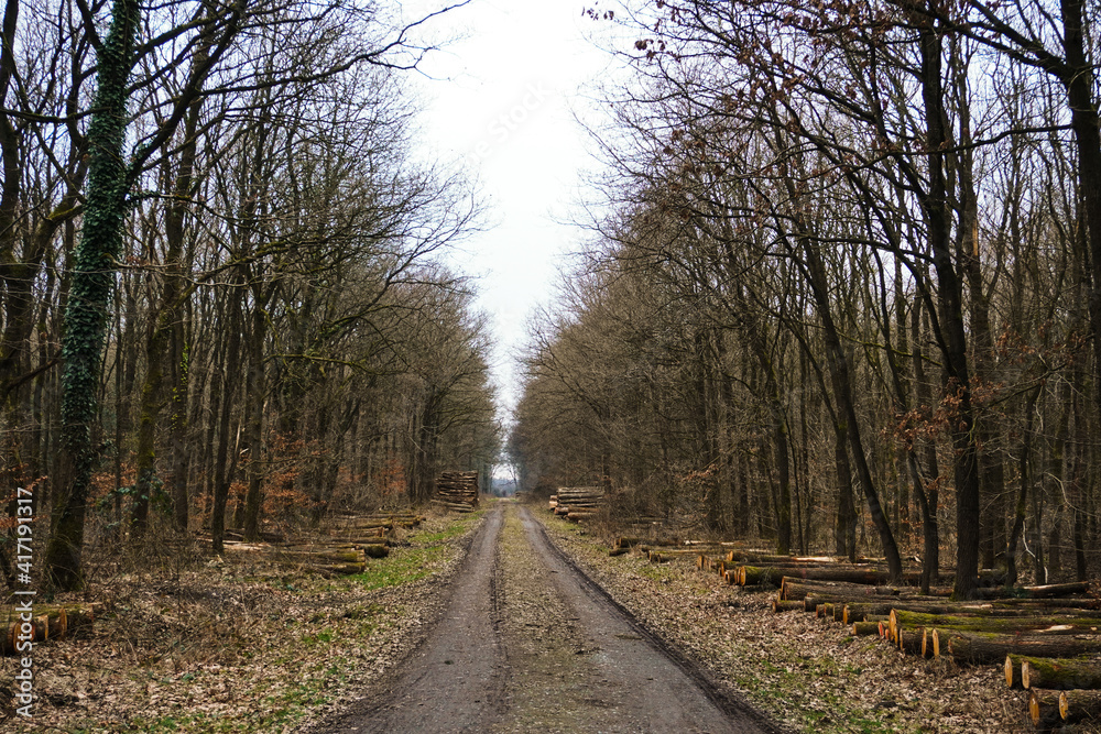 Pathway, trail through a forest with high trees, wide landscape, brown colors Pathway, trail through a forest with high trees, wide landscape, brown colors