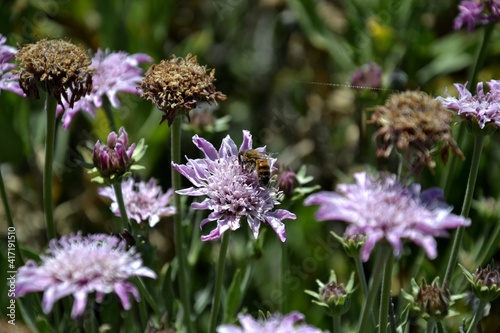 Peque  a abeja descansa sobre flor