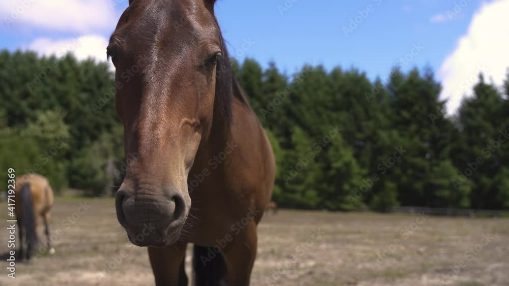 4K Brown cute beautiful horse head closeup with trees background 4K Brown cute beautiful horse head closeup with trees background