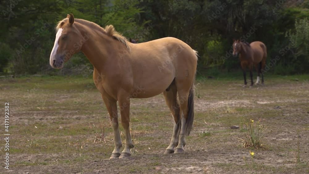 Light brown horse stand on the grass flying hair slow motion 60fps Light brown horse stand on the grass flying hair slow motion 60fps
