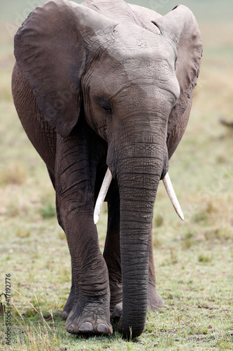Young african elephant (Loxodonta africana) in savanna. Masai Mara National Park. Kenya.  04.10.2010 © Godong Photo