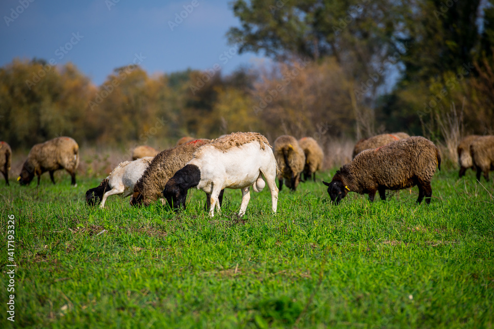 Fototapeta premium Sheep herd at green field, home farm