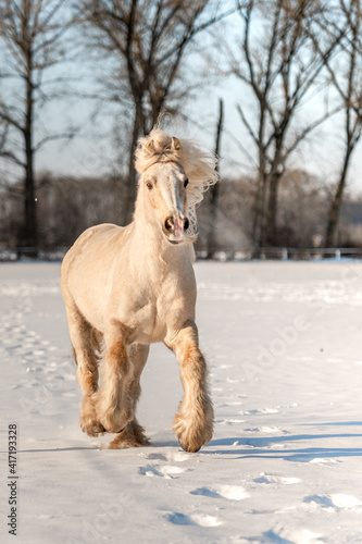 Obraz na płótnie Amazing stunning palomino stallion mare of welsh cob pony on snow. w salonie