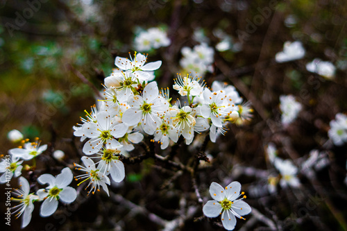 Prunus Spinosa, blackthorn flowers, with their characteristic and beautiful white color. 