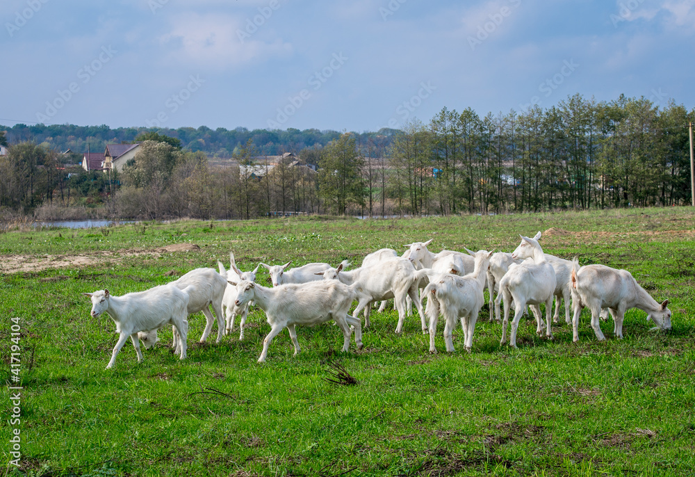 Fototapeta premium White goats in a meadow of a goat farm