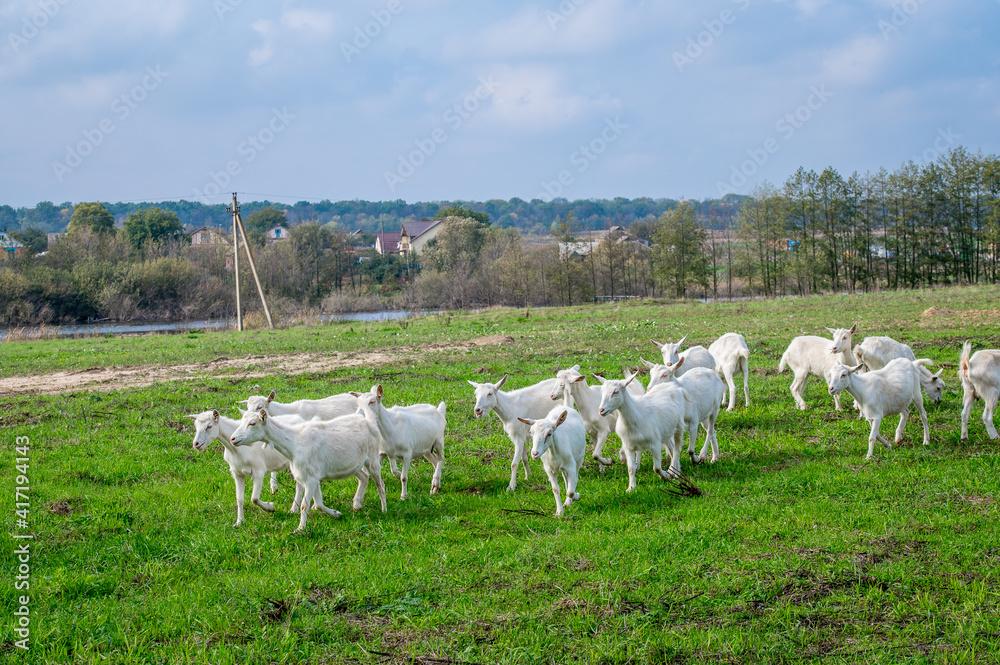 Fototapeta premium White goats in a meadow of a goat farm