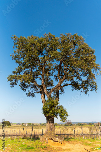 Quercia photo