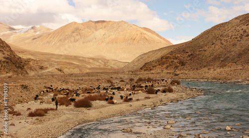 Pamir, Tajikistan - 15.10.2019: Lambs go on the Pamir highway. Tajikistan. Flocks of tired sheep are returning home along the river.