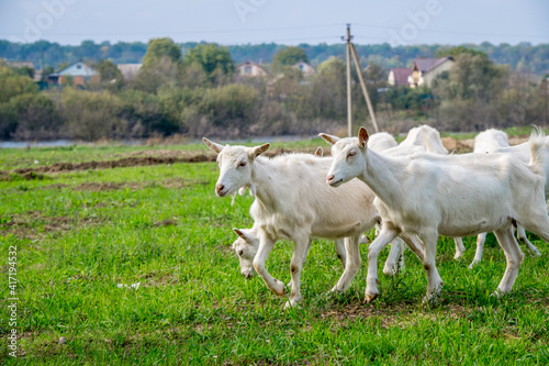 White goats in a meadow of a goat farm