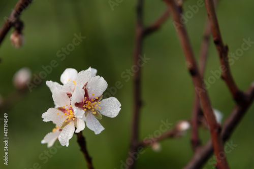 pesco in fiore photo