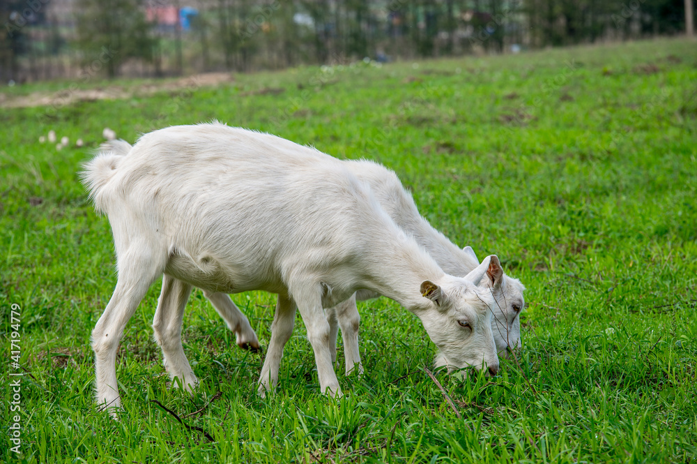 White goats in a meadow of a goat farm White goats in a meadow of a goat farm