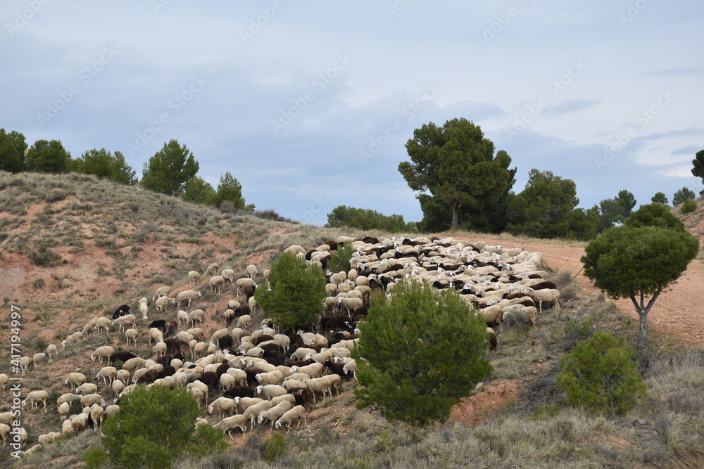 Flock of white and brown sheep grazing. Mountain with pine trees in Calahorra, La Rioja.