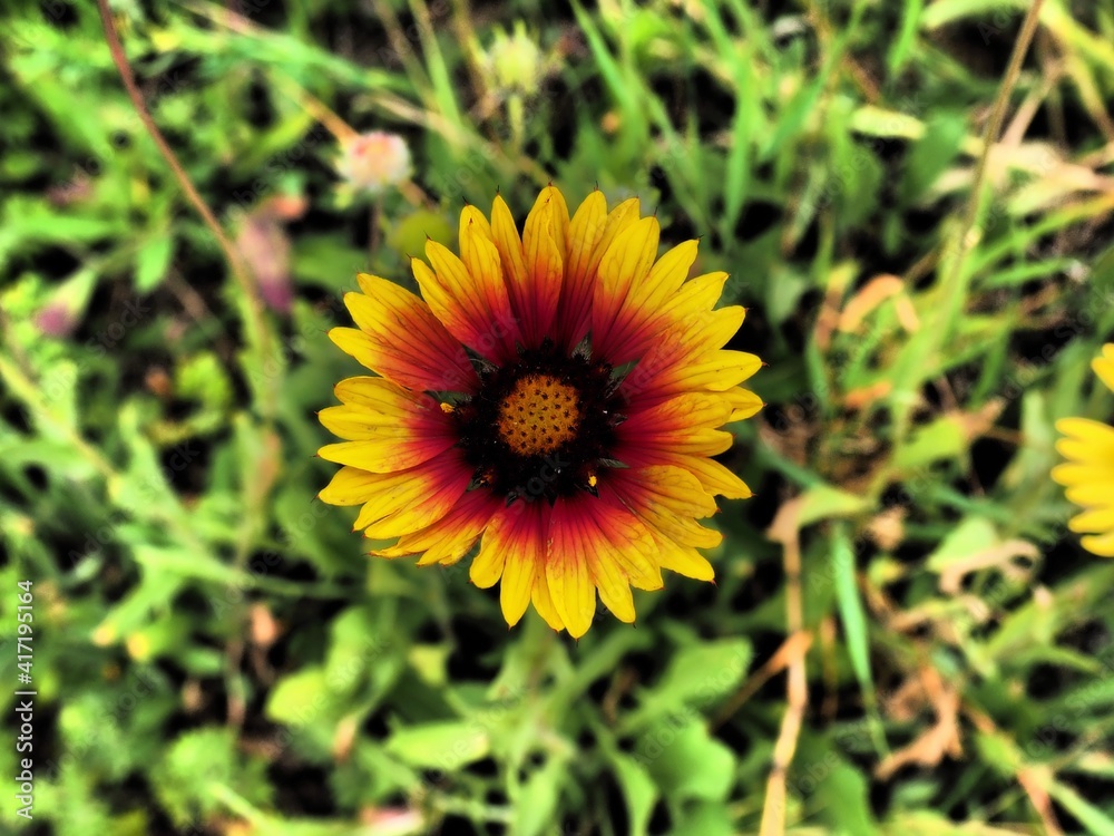 Yellow orange flower with green grass in background in dramatic tone colours Yellow orange flower with green grass in background in dramatic tone colours