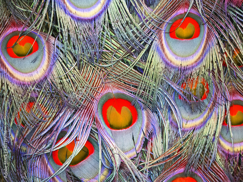 Beautiful tail feathers of a peacock bird