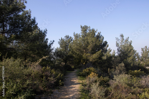 footpath road and forest, green grass and cloudless sky. Landscape view