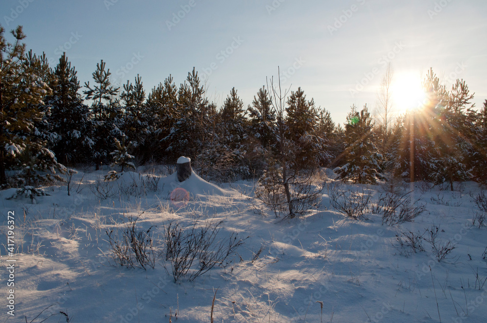 Fototapeta premium winter landscape in a winter forest with sun rays
