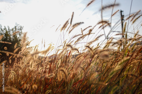 grass in the wind