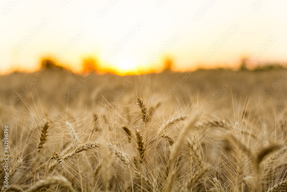 golden wheat field in sunset