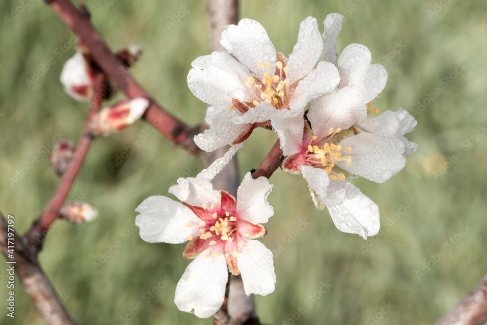 Fototapeta premium fiore di pesco
