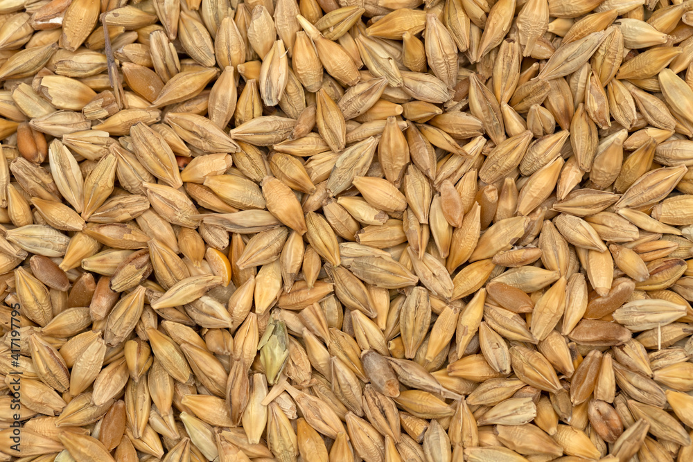 barley barley